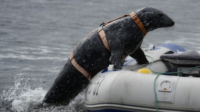 Боевой тюлень может обнаружить мину и атаковать неприятельских аквалангистов.